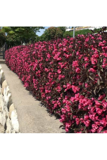 Вейгела  Олександра квітучий живопліт 